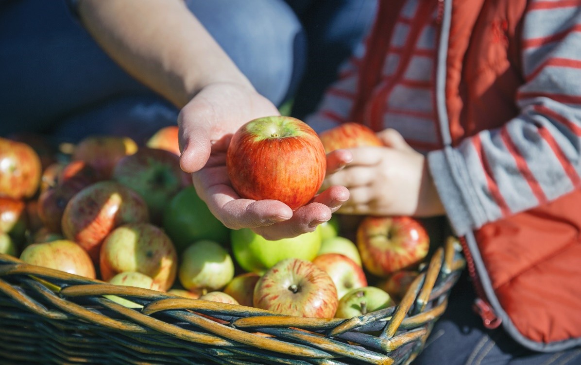 Fall Harvest Festivals in Southern Ontario